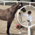 Owner's/Lesse Horse Portfolio Search